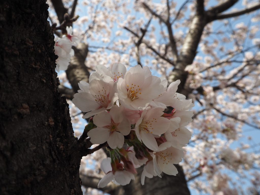 今年、お花見ゆけましたか? わたしは、ちかくの公園にちょっと行って写真撮ってきました。これだけで、春満喫!