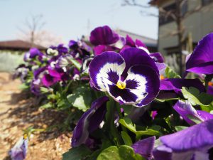 公園にこうやってきれいな花を植えてくださってる方に感謝。